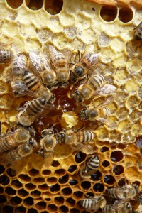 Arbeiterinnen auf Wabe um Honig  